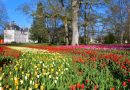 Visite Château de Cheverny Jardin des Tulipes –  Jeudi 2 avril 2026