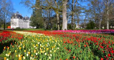 Visite Château de Cheverny Jardin des Tulipes –  Jeudi 2 avril 2026